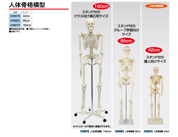 生物|人体骨格模型|人体骨格模型